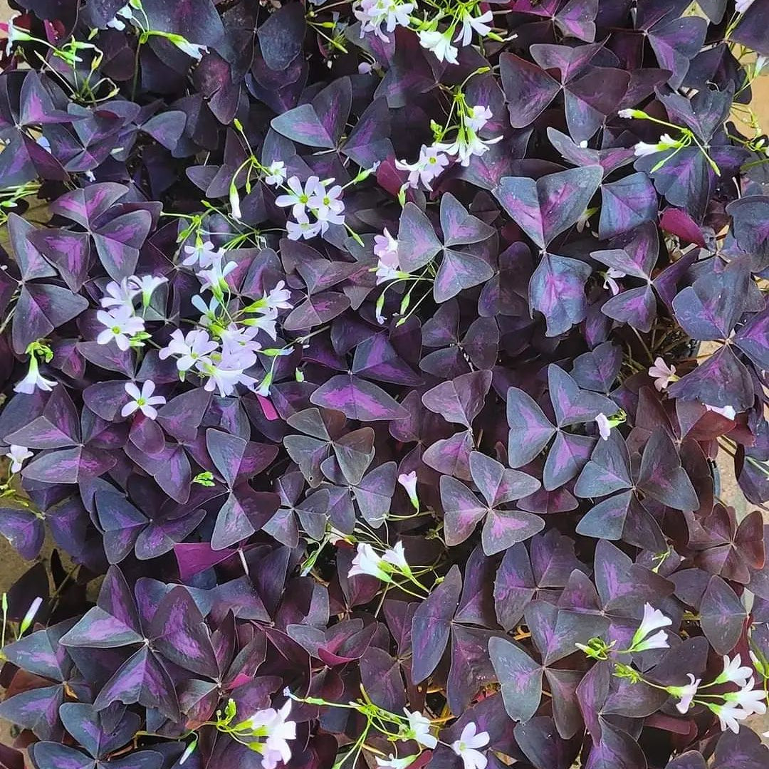 Oxalis Triangularis (Purple Shamrock Plant) - Oxalis | Soiled