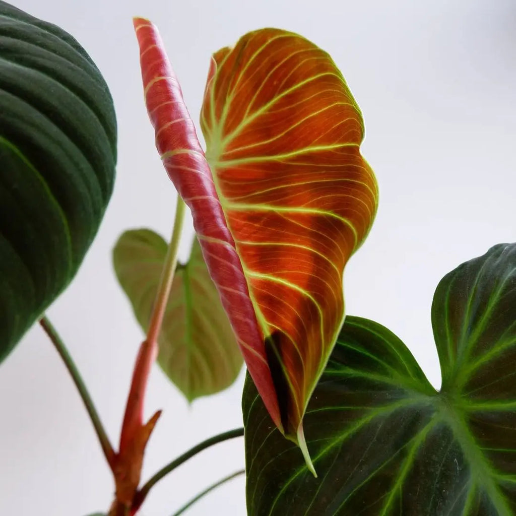 philodendron el choco red vs verrucosum Philodendron El Choco Red