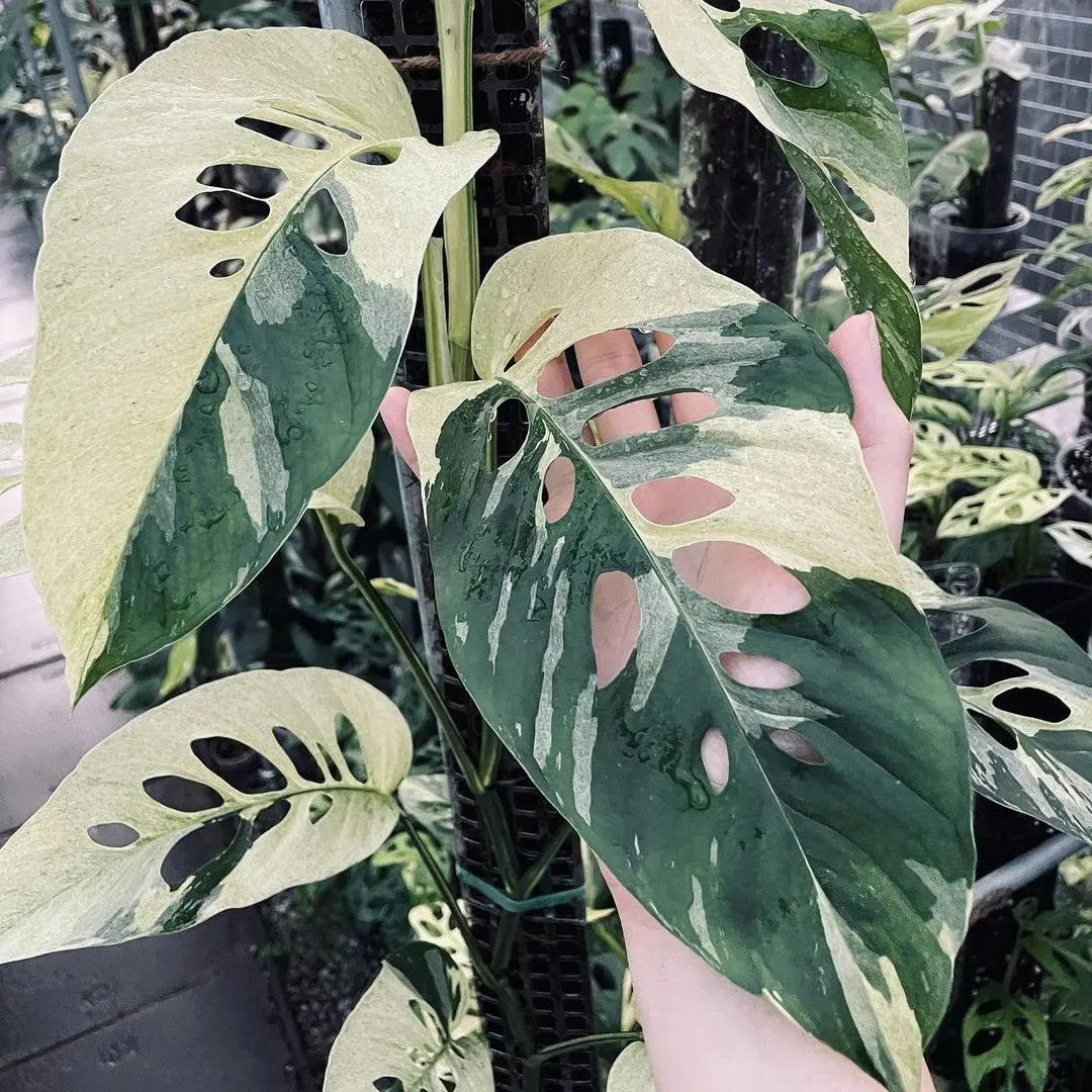 monstera laniata variegated Monstera Adansonii Laniata Variegated