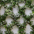 Star Jasmine Plant (Trachelospermum Jasminoides) - Jasmine | Soiled