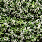 Star Jasmine Plant (Trachelospermum Jasminoides) - Jasmine | Soiled