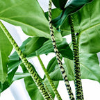 Alocasia Zebrina - Alocasia | Soiled