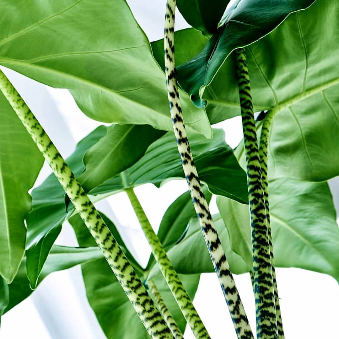 Alocasia Zebrina - Alocasia | Soiled