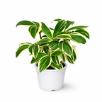 Potted plant with green and yellow leaves on a white background
