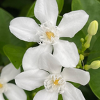 Sri Lankan Jasmine (Wrightia Antidysenterica) - Jasmine - Soiled
