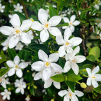 Sri Lankan Jasmine (Wrightia Antidysenterica) - Jasmine - Soiled