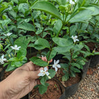 Sri Lankan Jasmine (Wrightia Antidysenterica) - Jasmine - Soiled