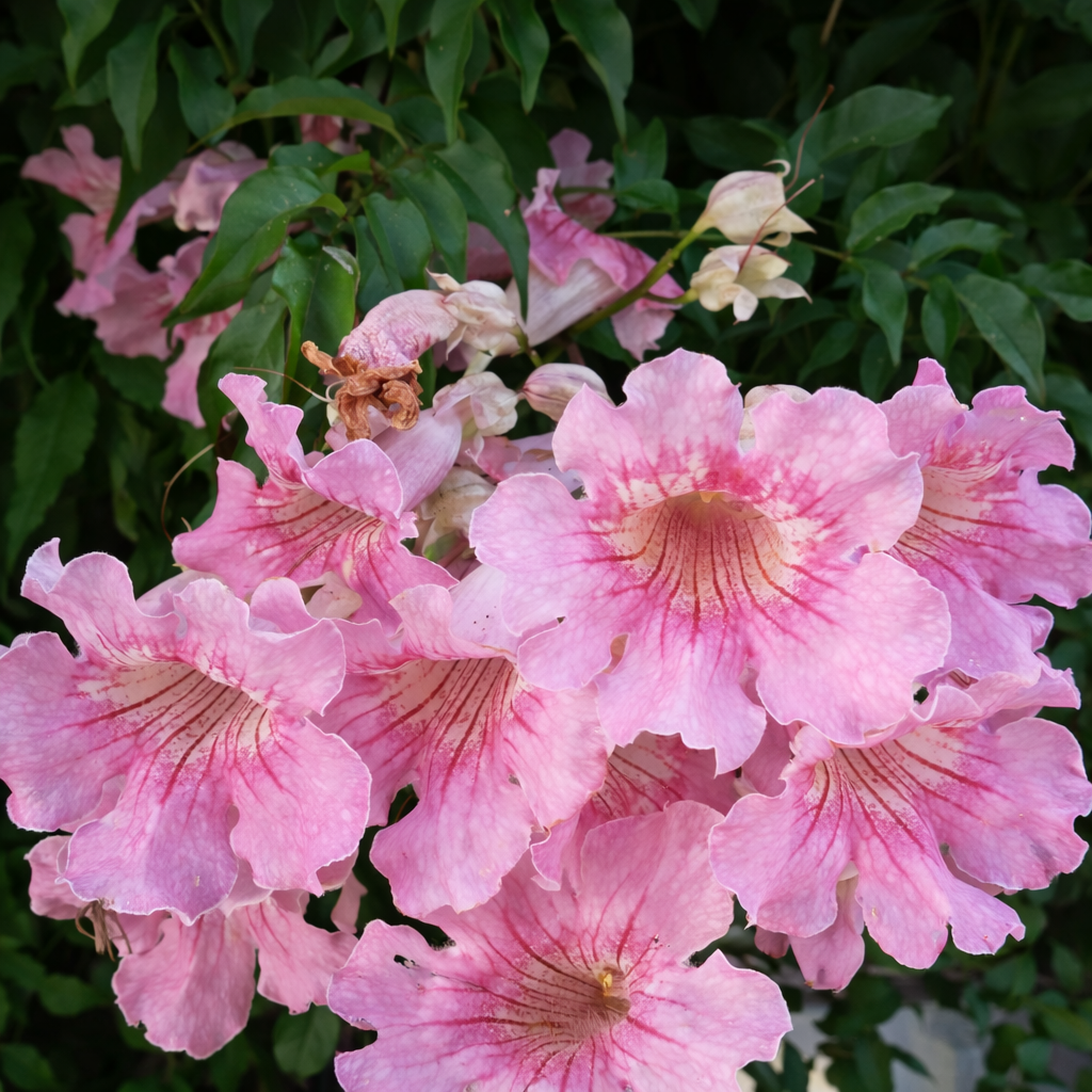 Close-up of pink trumpet flowers with green leaves in the background