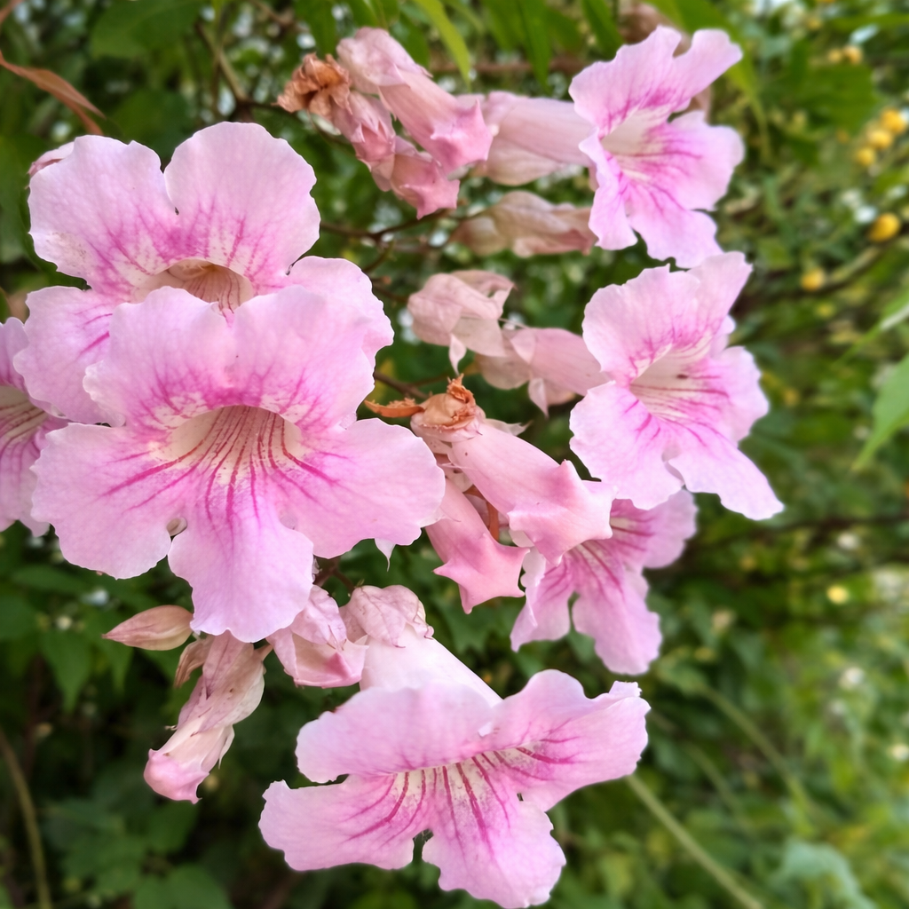 Close-up of pink trumpet-shaped St. John's Creeper (Podranea Ricasoliana) Pink Trumpet Vine flowers with green leaves in the background