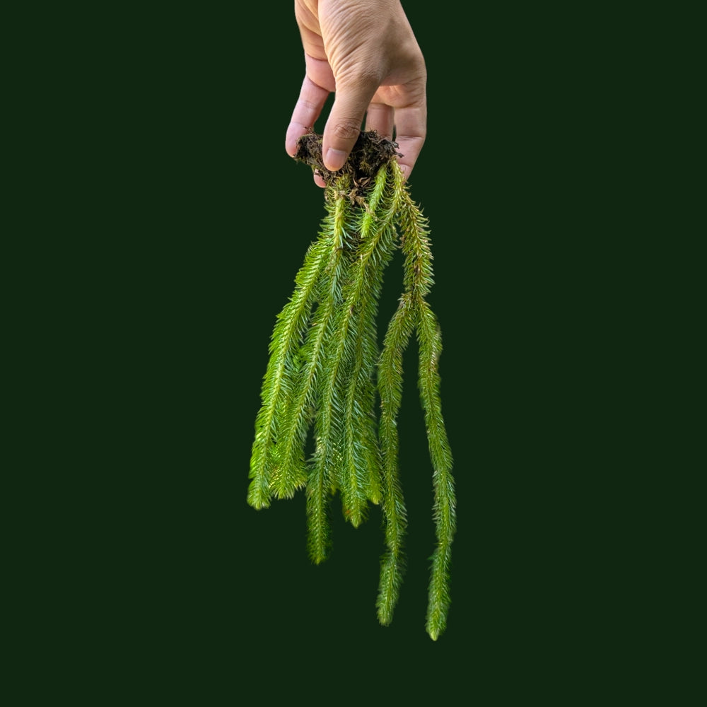 Stag Horn Club Moss (Lycopodium Squarrosum) - Soiled