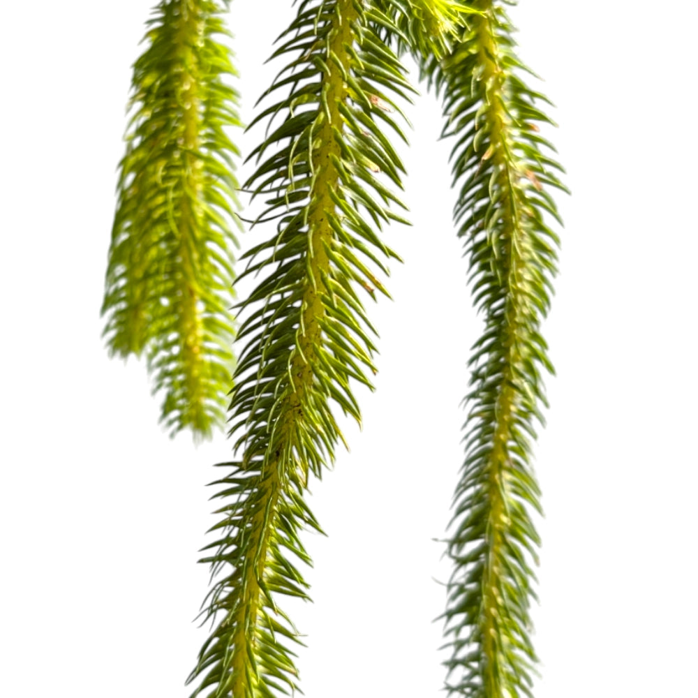 Stag Horn Club Moss (Lycopodium Squarrosum) - Soiled