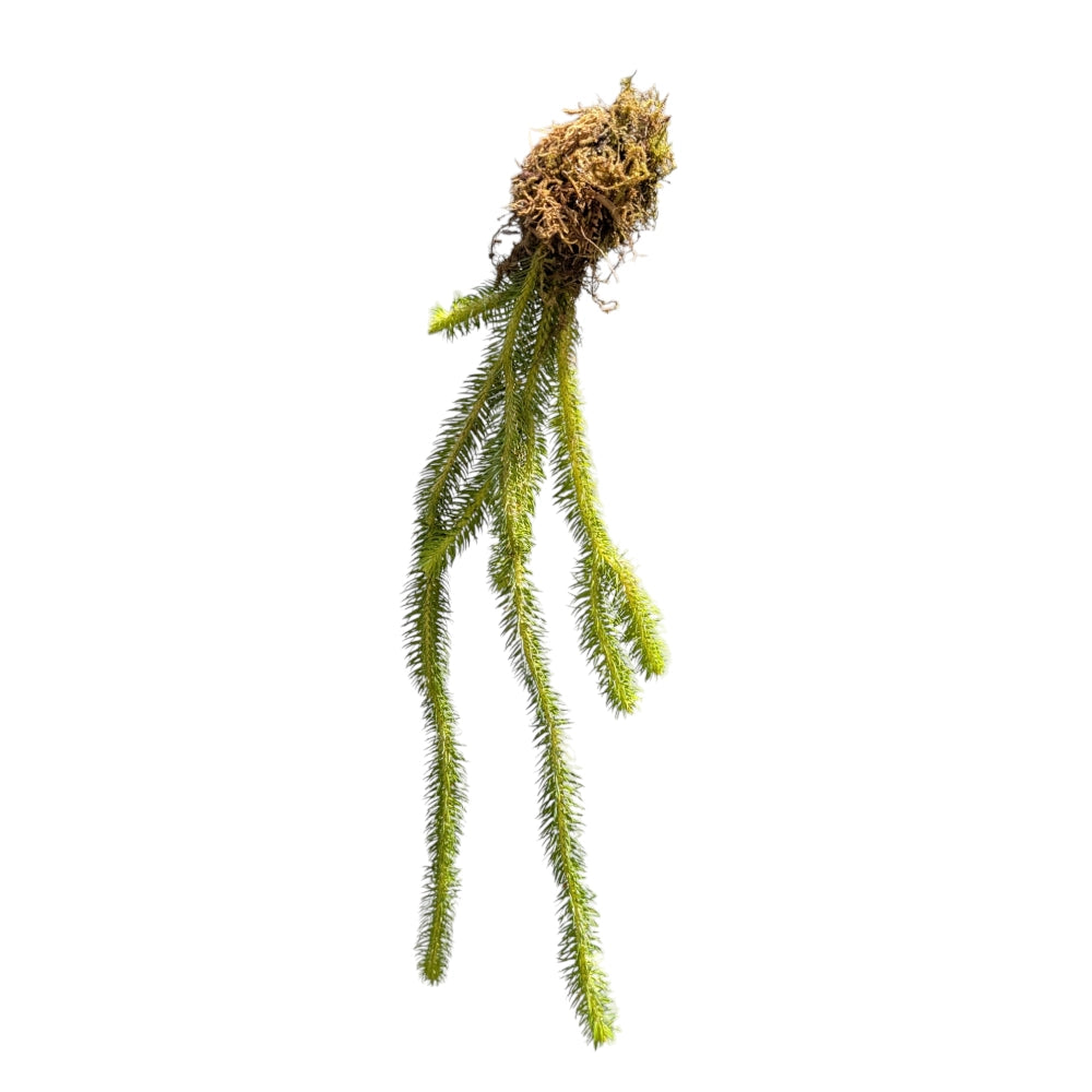 Stag Horn Club Moss (Lycopodium Squarrosum) - Soiled