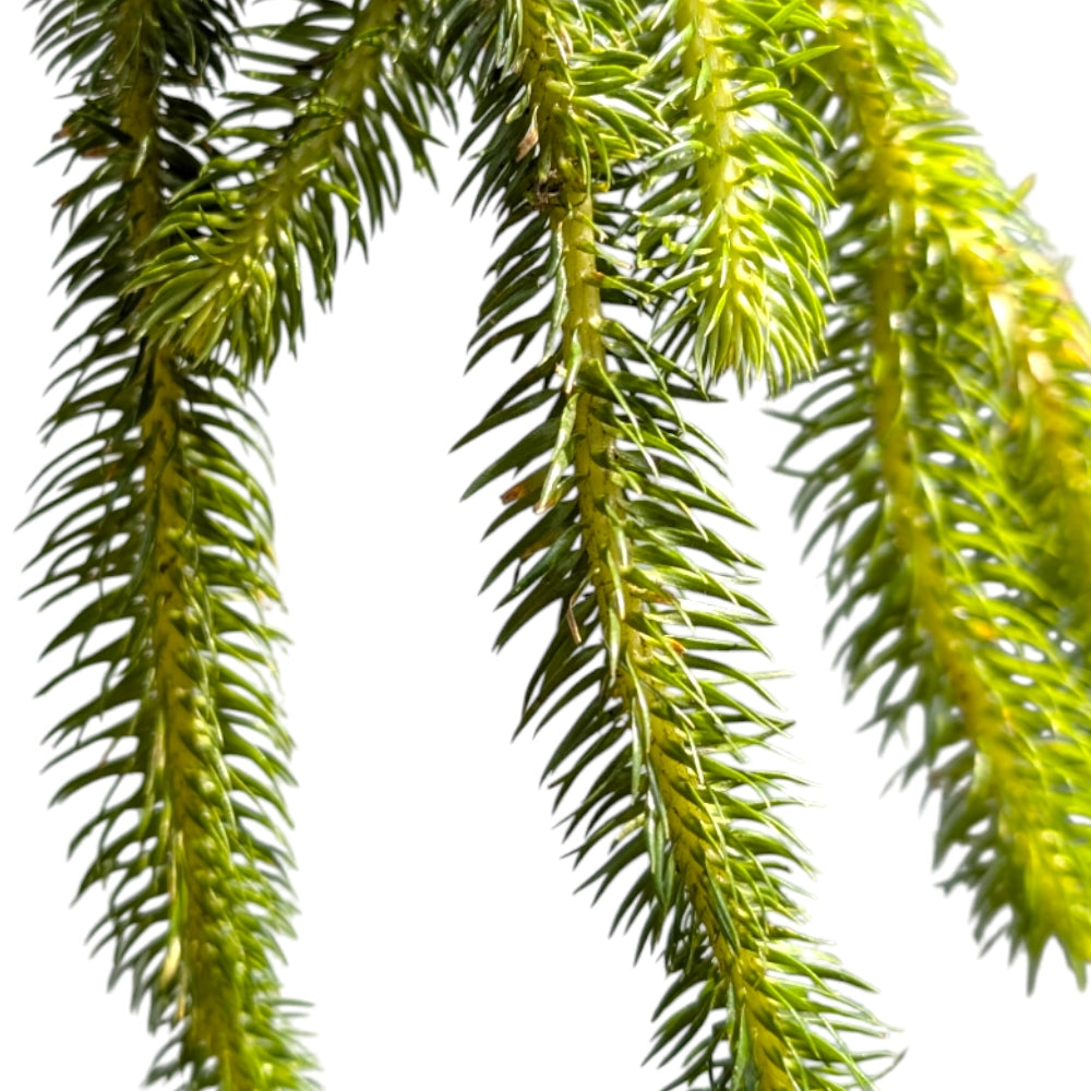 Stag Horn Club Moss (Lycopodium Squarrosum) - Soiled