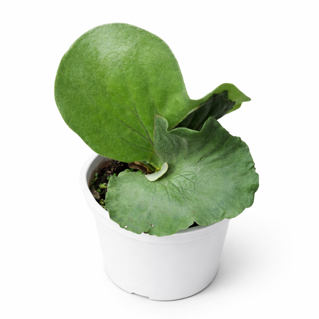 Green potted plant on a white background
