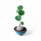 Stephania Rotunda (Caudex) - Stephania - Soiled