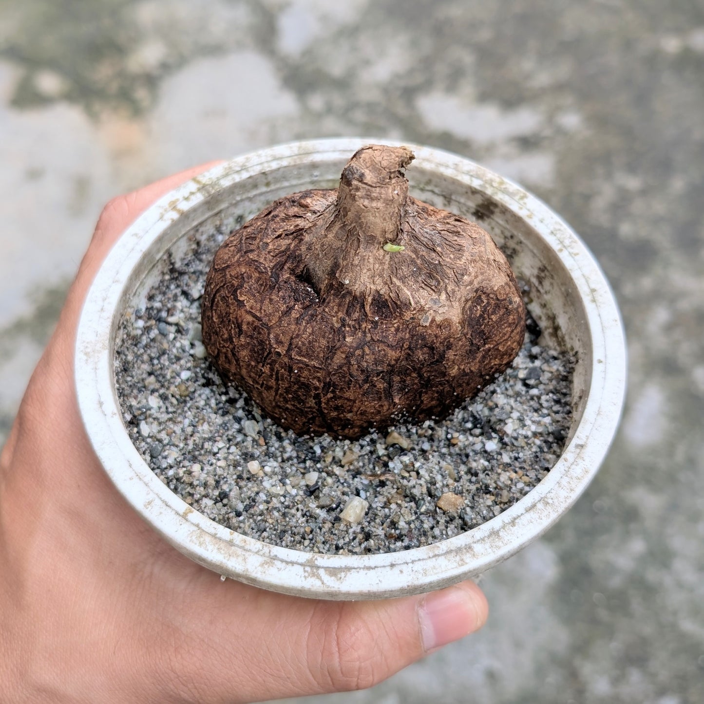 Stephania Rotunda (Caudex) size b
