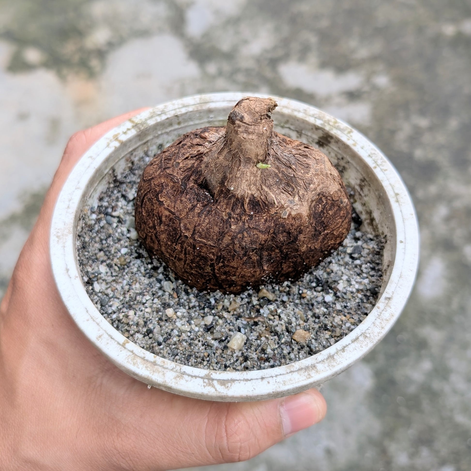 Stephania Rotunda (Caudex) size b
