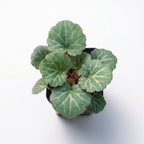Small potted Strawberry Begonia (Saxifraga Stolonifera) plant with green leaves on a white background