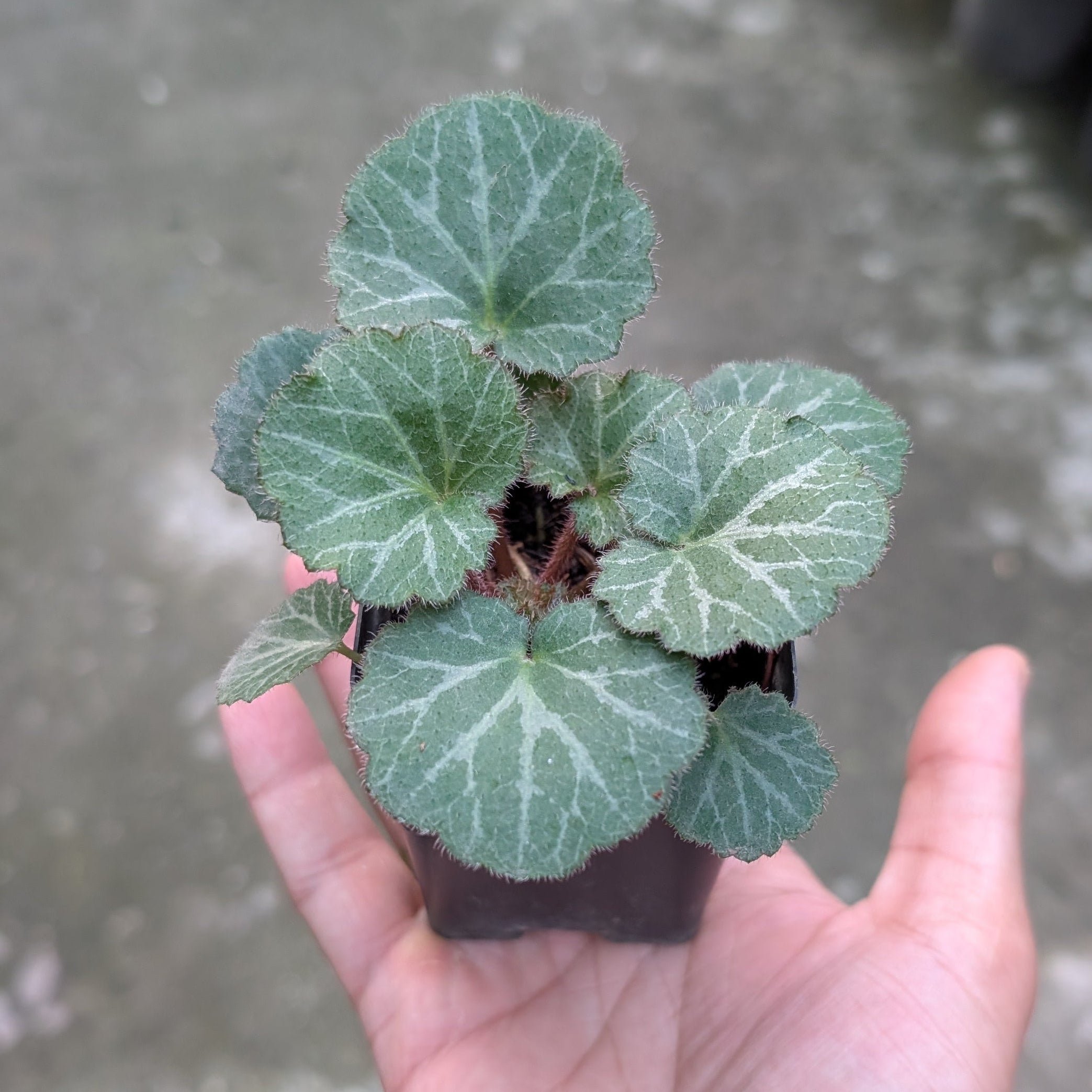 Small potted Strawberry Begonia (Saxifraga Stolonifera) plant held in a hand against a blurred outdoor background