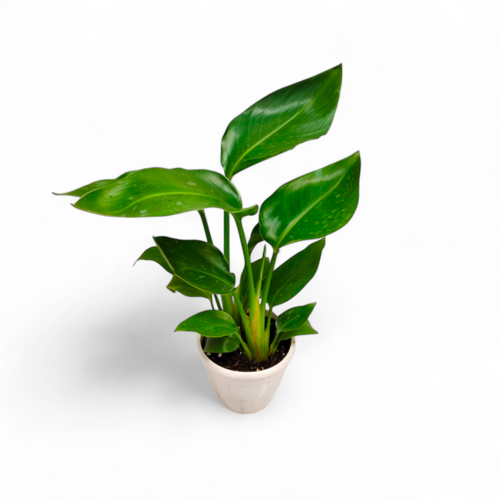 Bird of Paradise White (Strelitzia Nicolai) - Bird of Paradise - Soiled