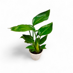 Bird of Paradise White (Strelitzia Nicolai) - Bird of Paradise - Soiled