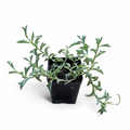 String of Dolphins (Senecio Peregrinus)