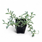 String of Dolphins (Senecio Peregrinus)