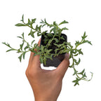 String of Dolphins (Senecio Peregrinus) 2