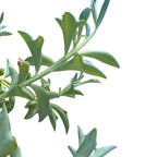 String of Dolphins (Senecio Peregrinus) close