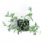 String of Dolphins (Senecio Peregrinus) top