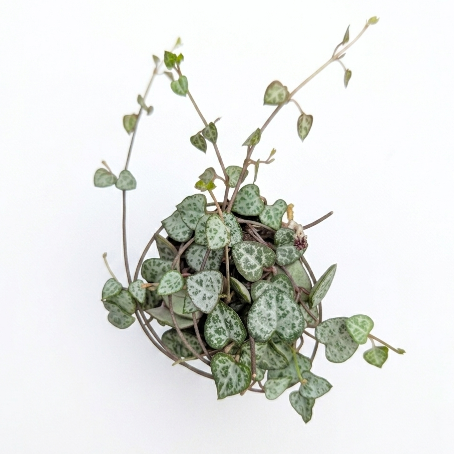 Potted plant with heart-shaped leaves on a white background