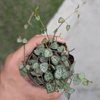 Hand holding a small potted plant with a blurred background