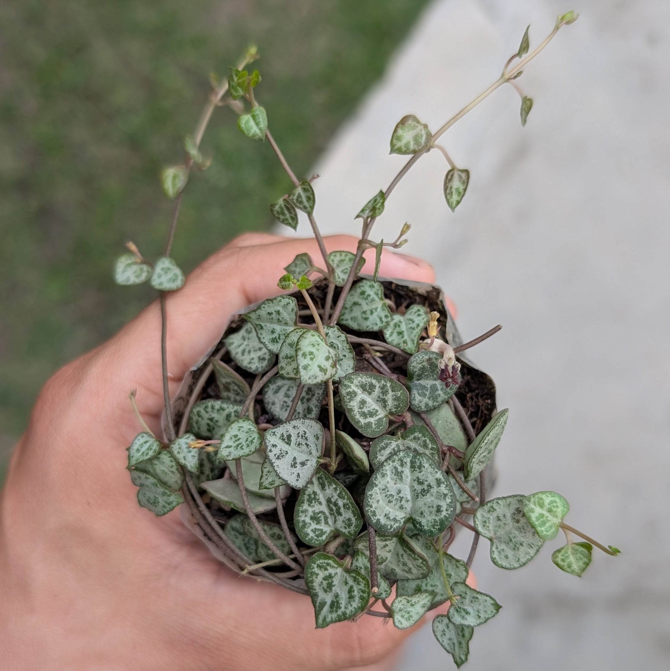 Hand holding a small potted plant with a blurred background