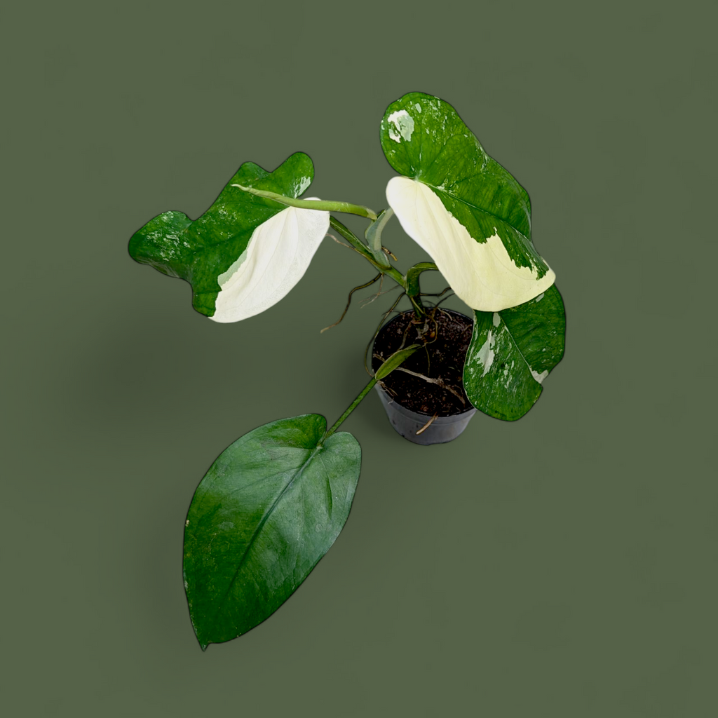 Potted plant with green and white leaves on a solid background
