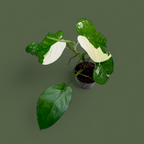 Potted plant with green and white leaves on a solid background
