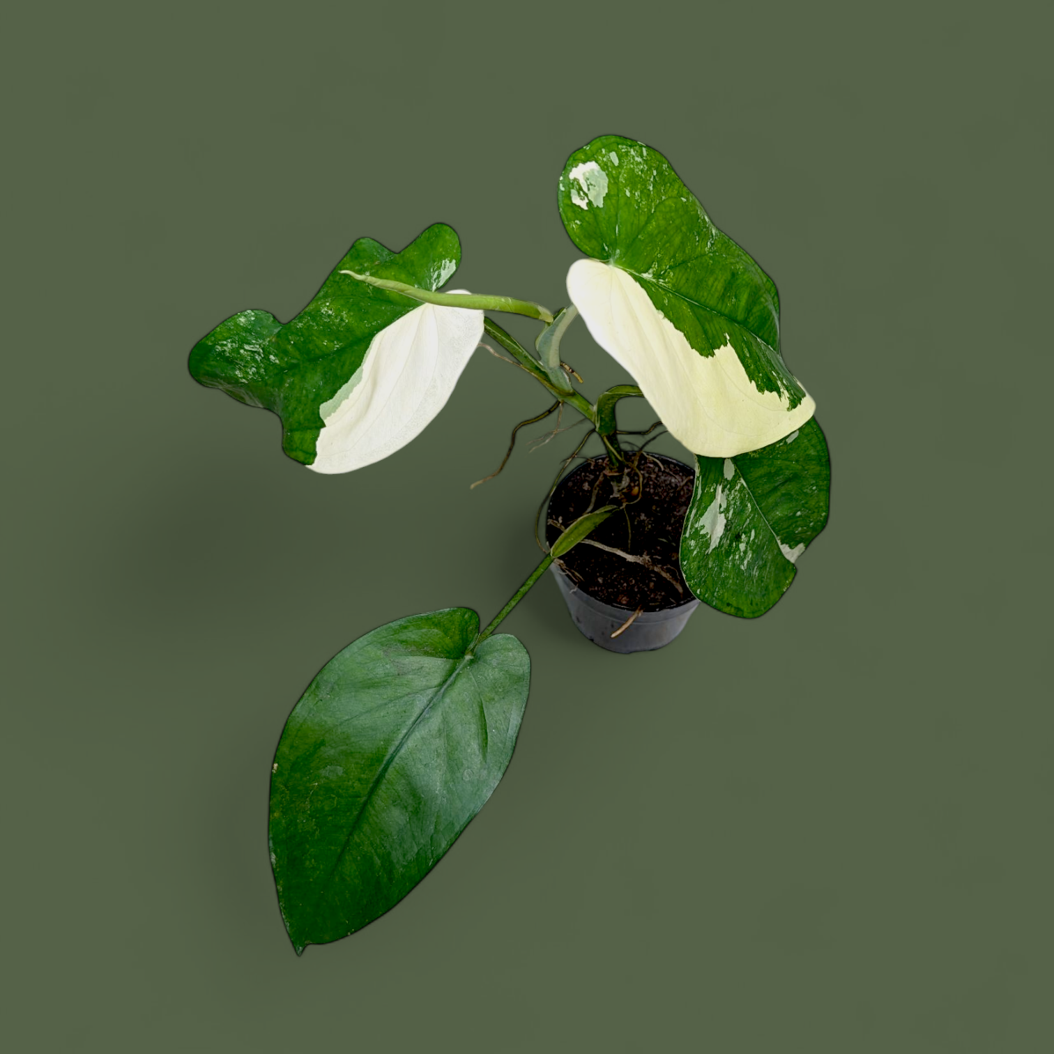 Potted plant with green and white leaves on a solid background