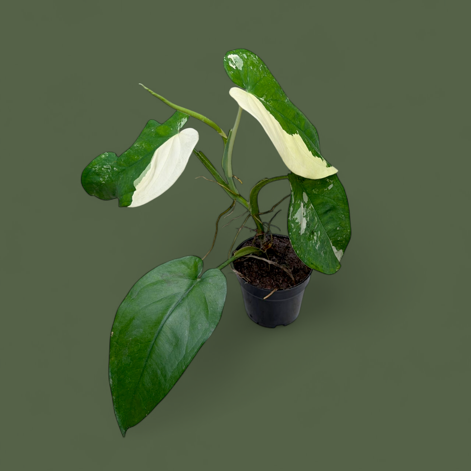 Potted Syngonium Chiapense Variegated plant with green and white leaves on a dark green background