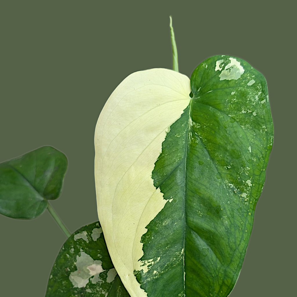 Split leaf showing green and white variegation on a transparent background