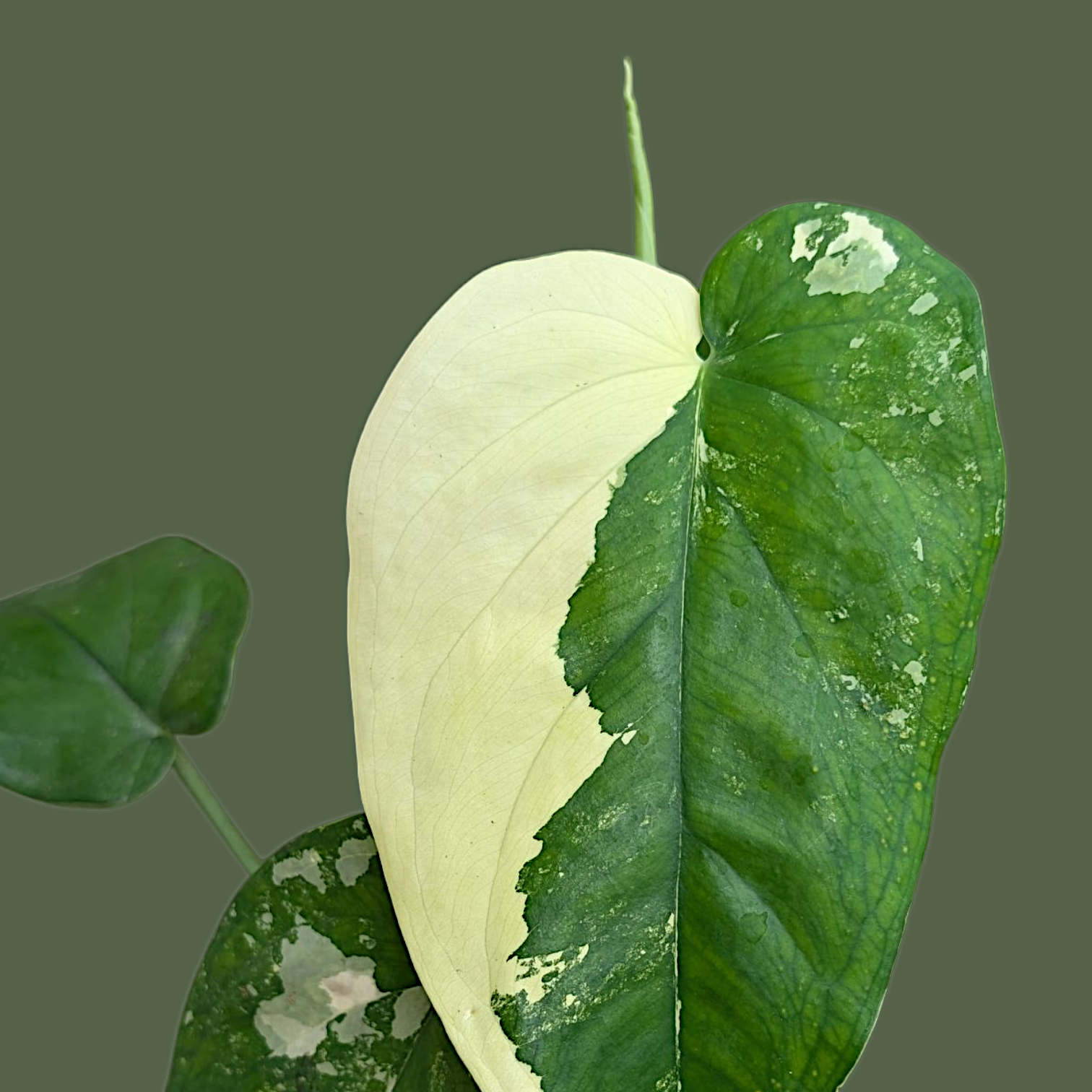 Split leaf showing green and white variegation on a transparent background