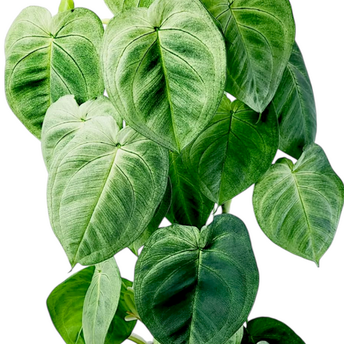 Close-up of green heart-shaped Syngonium Frosted Heart leaves on a white background