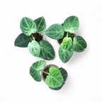 Three potted green Syngonium Frosted Heart plants on a white background