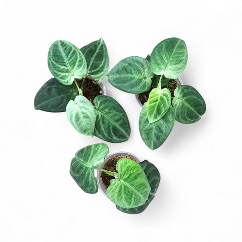 Three potted green Syngonium Frosted Heart plants on a white background