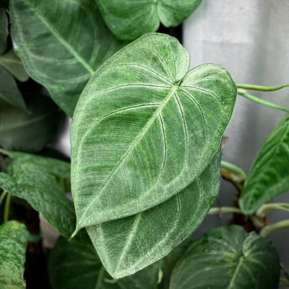 Close-up of a green leafy Syngonium Frosted Heart plant with a blurred background