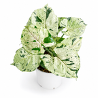 Syngonium Green Splash