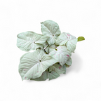 Syngonium 'Milk Confetti'