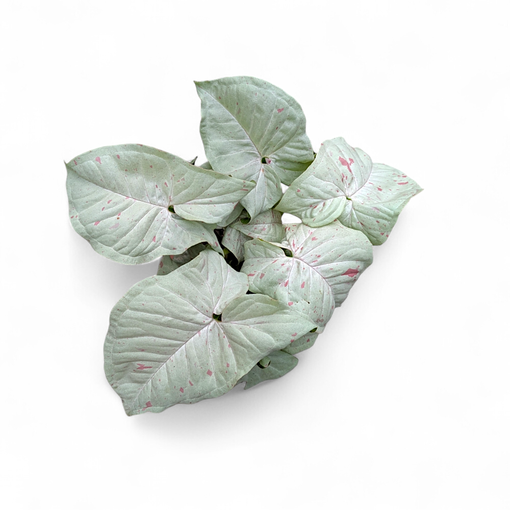 Syngonium 'Milk Confetti' 2