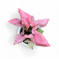 Syngonium Pink Perfection - Syngonium - Soiled