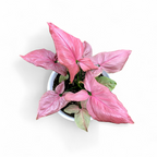 Syngonium Pink Perfection - Syngonium - Soiled