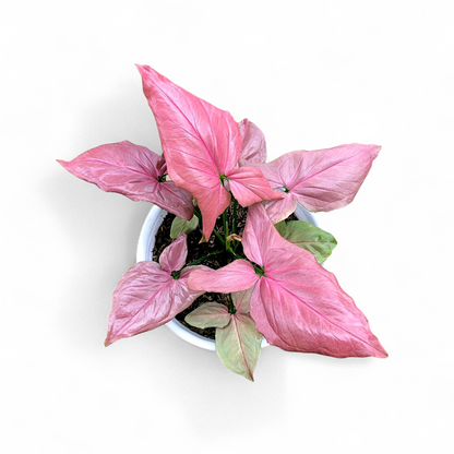 Syngonium Pink Perfection