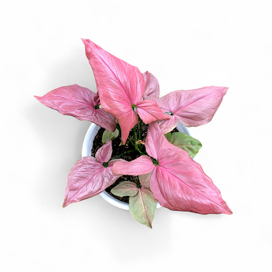 Syngonium Pink Perfection